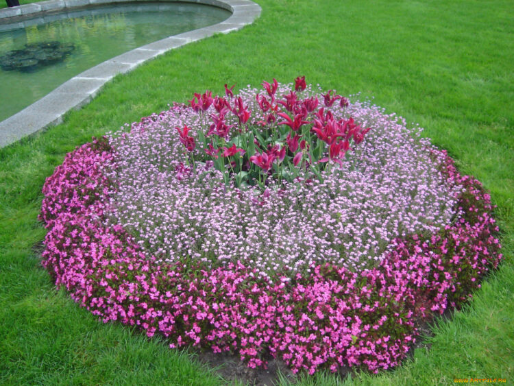 Какие цветы можно посадить на садовом участке