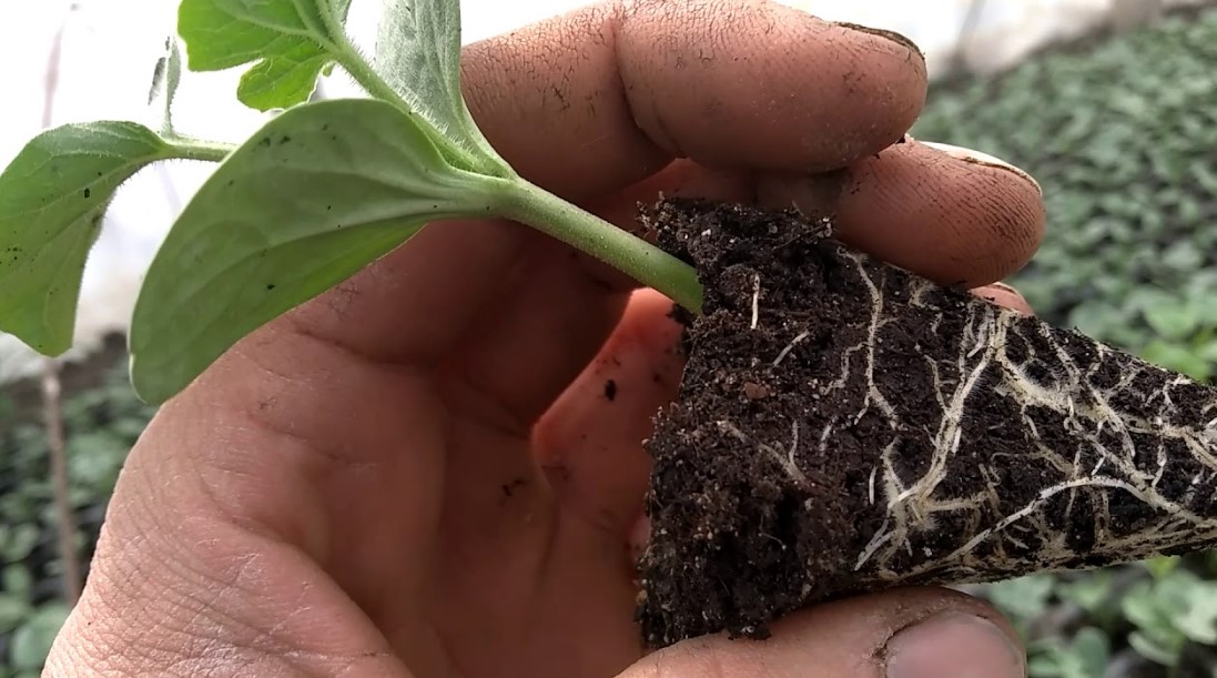 Как вырастить хорошую рассаду огурцов в теплице