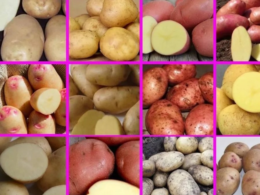 Какие углеводы входят в состав картофеля