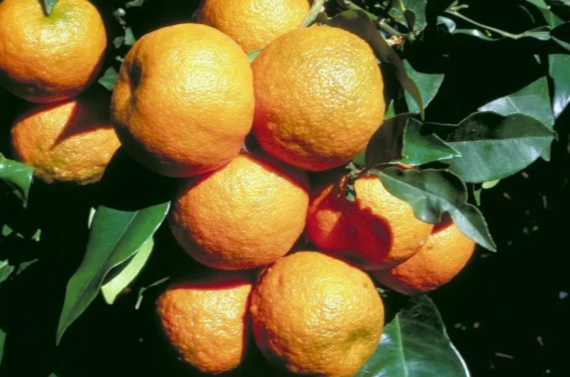 Как горький апельсин влияет на организм