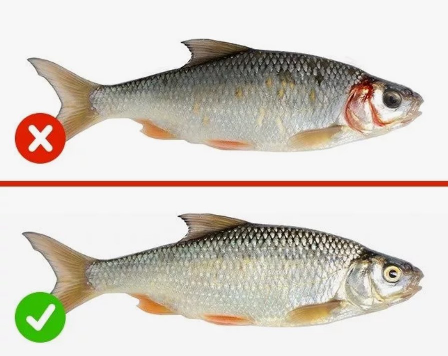 Как не отравиться при выборе продуктов в магазине