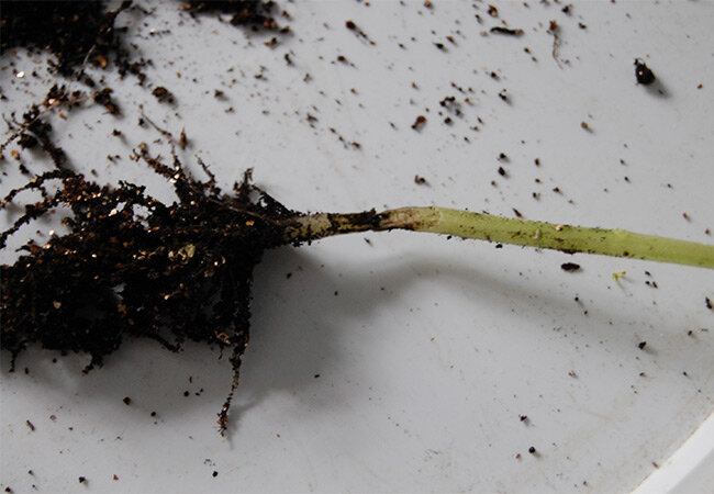 Как вырастить рассаду правильно