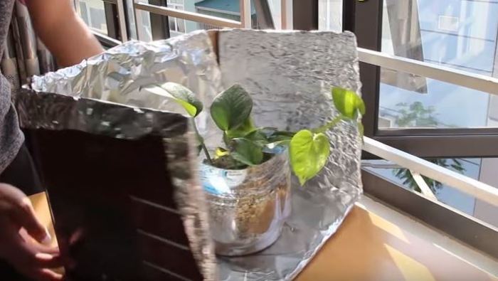 Как вырастить рассаду правильно