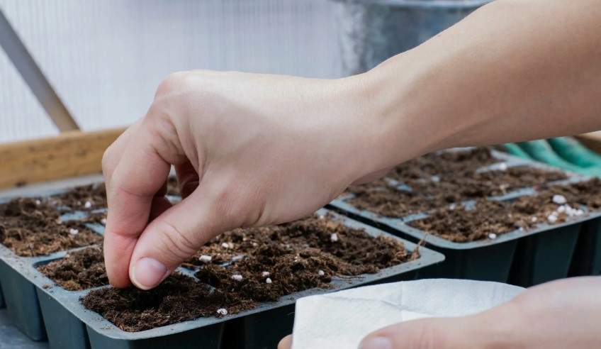 Как вырастить рассаду правильно