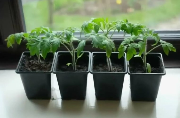 Как вырастить рассаду правильно