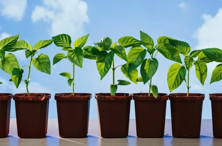 Как вырастить рассаду правильно