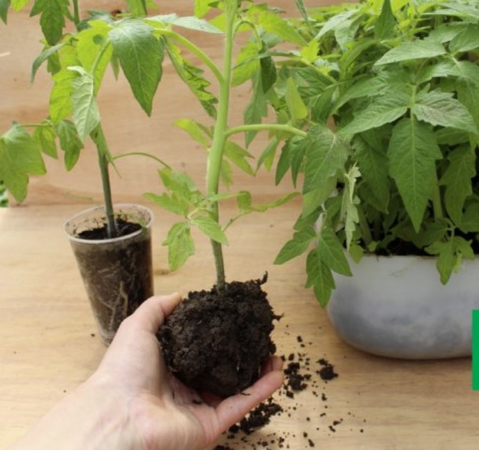 Как вырастить рассаду правильно