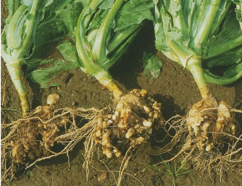 Как вырастить рассаду правильно