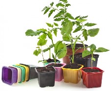 Как вырастить рассаду правильно