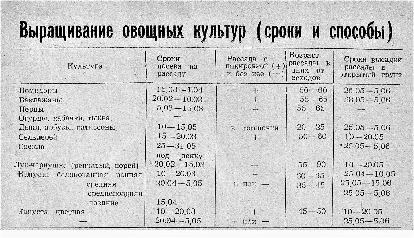 Как вырастить рассаду правильно