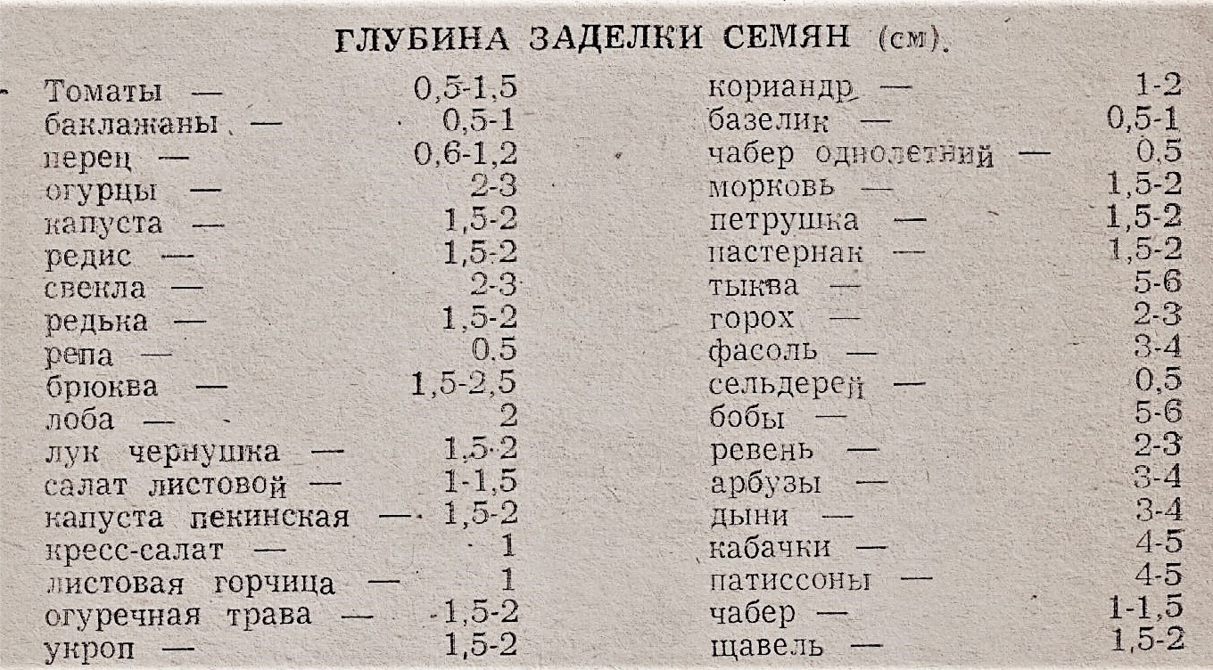 Как вырастить рассаду правильно