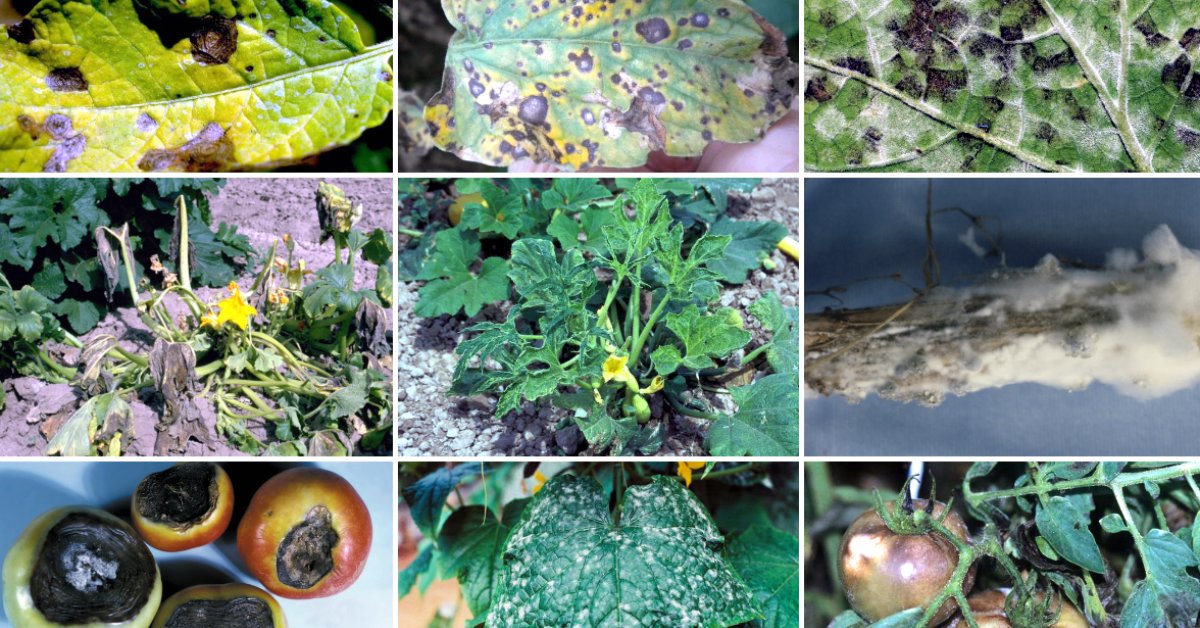 Как вырастить рассаду правильно