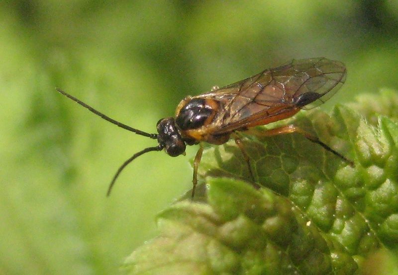 Как можно бороться с болезнями и вредителями растений