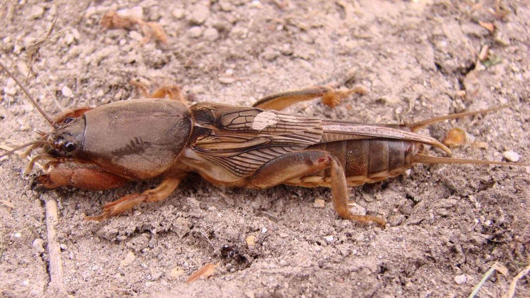 Как можно бороться с болезнями и вредителями растений