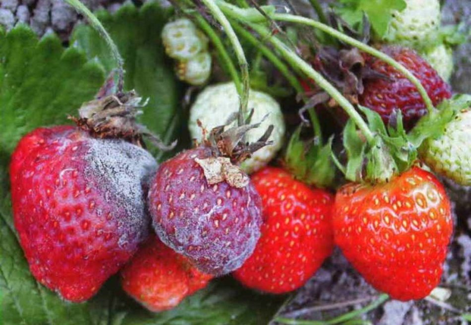 Как можно бороться с болезнями и вредителями растений