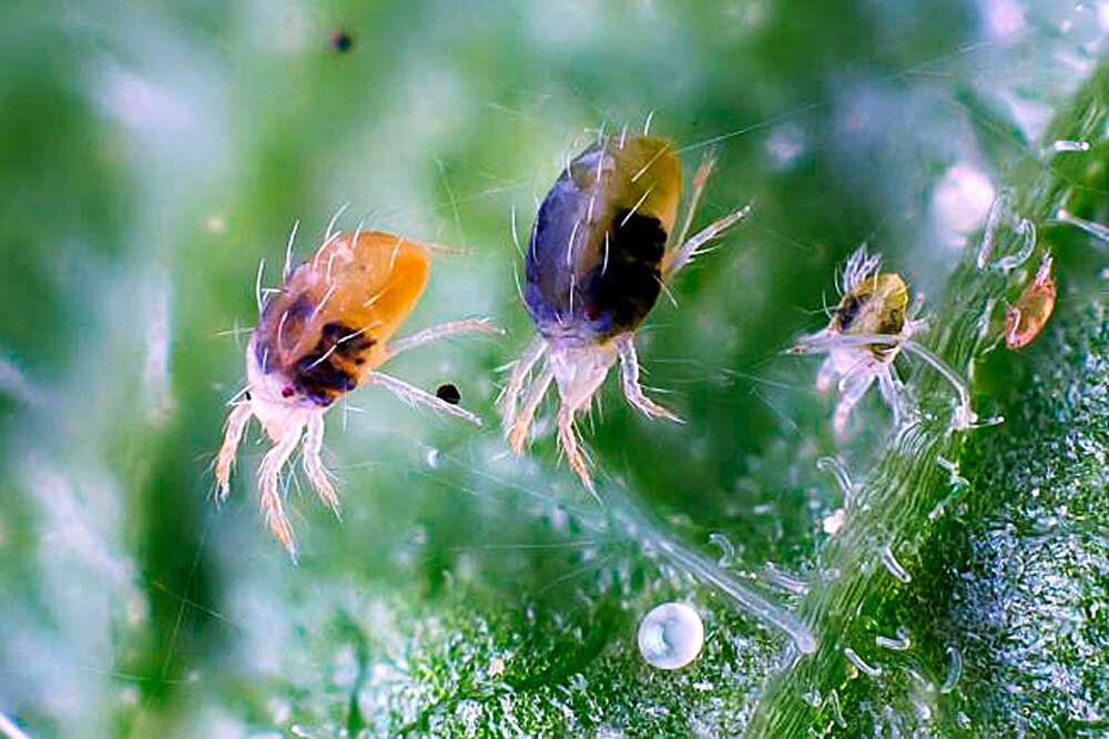 Как можно бороться с болезнями и вредителями растений