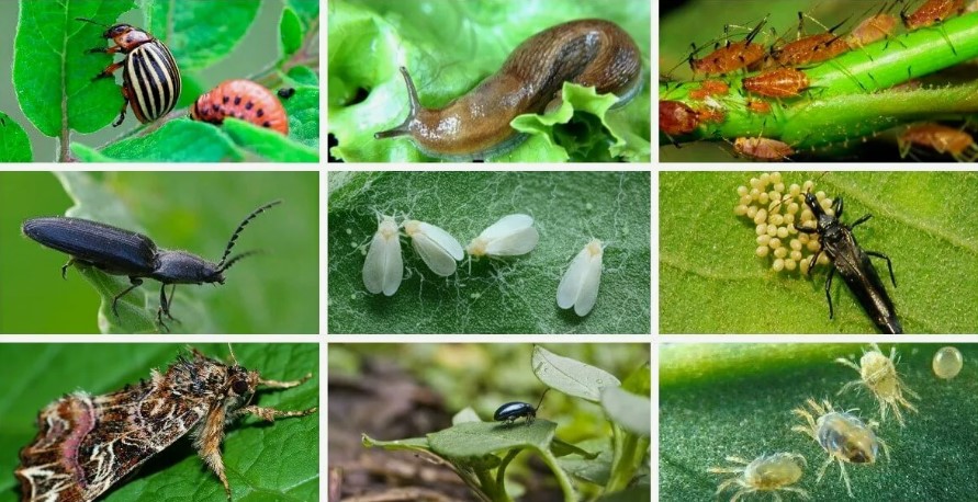 Как можно бороться с болезнями и вредителями растений