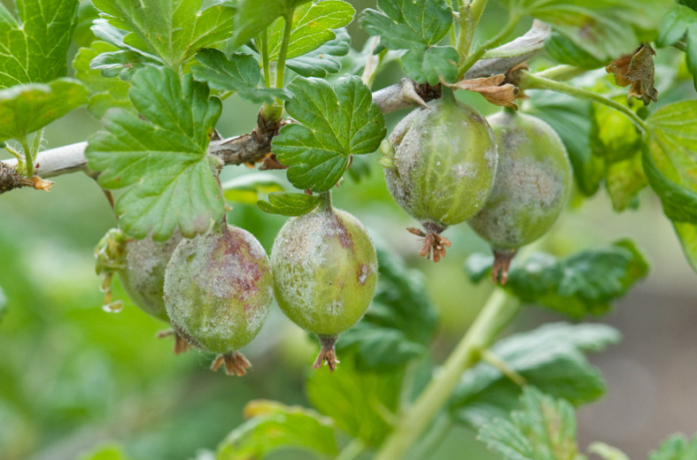 Как можно бороться с болезнями и вредителями растений