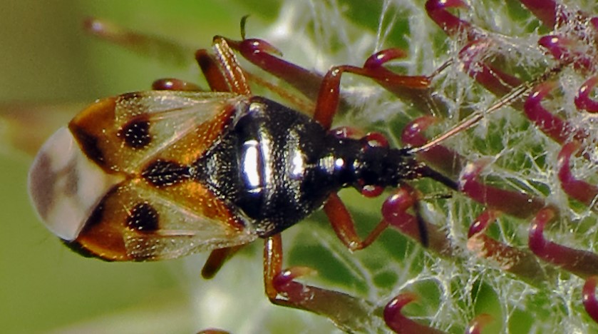 Как можно бороться с болезнями и вредителями растений