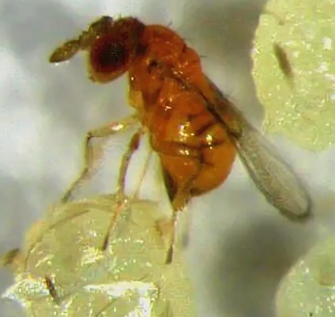 Как можно бороться с болезнями и вредителями растений