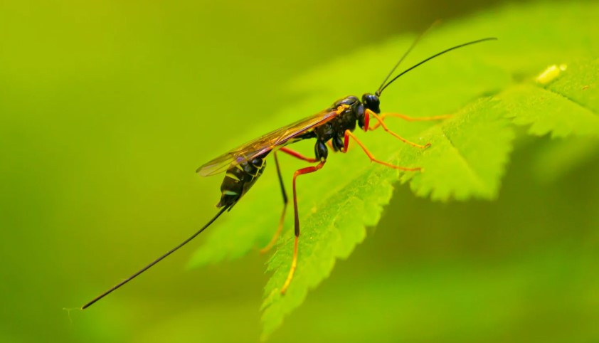 Как можно бороться с болезнями и вредителями растений