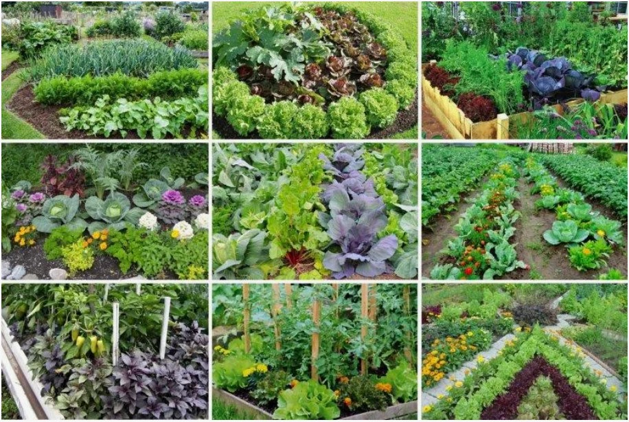 Как можно бороться с болезнями и вредителями растений