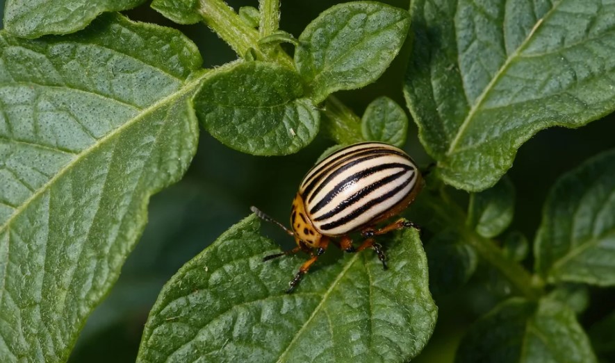 Как можно бороться с болезнями и вредителями растений