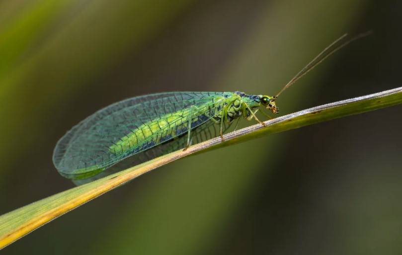 Как можно бороться с болезнями и вредителями растений