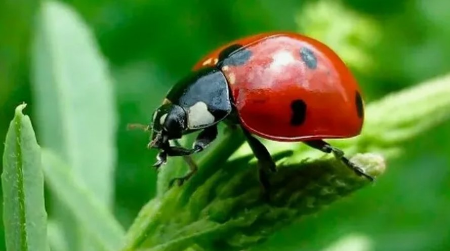 Как можно бороться с болезнями и вредителями растений