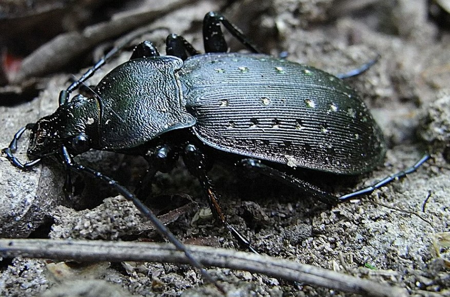 Как можно бороться с болезнями и вредителями растений