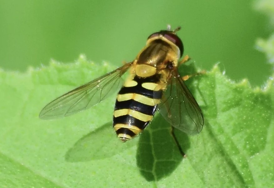 Как можно бороться с болезнями и вредителями растений