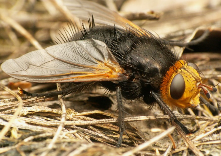 Как можно бороться с болезнями и вредителями растений