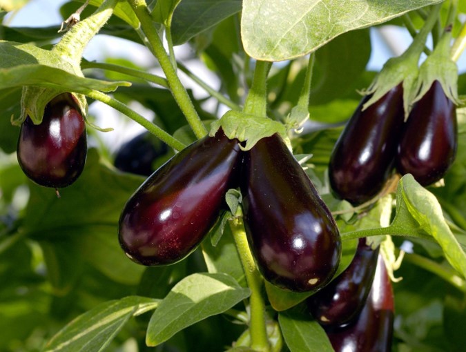 Как вырастить баклажаны дома:советы для начинающих