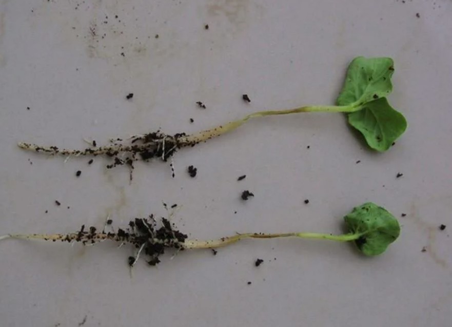 Как вырастить баклажаны дома:советы для начинающих