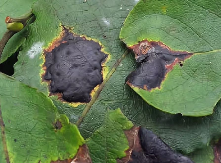 Как вырастить баклажаны дома:советы для начинающих