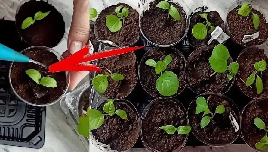 Как вырастить баклажаны дома:советы для начинающих