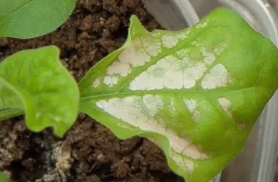 Как вырастить баклажаны дома:советы для начинающих