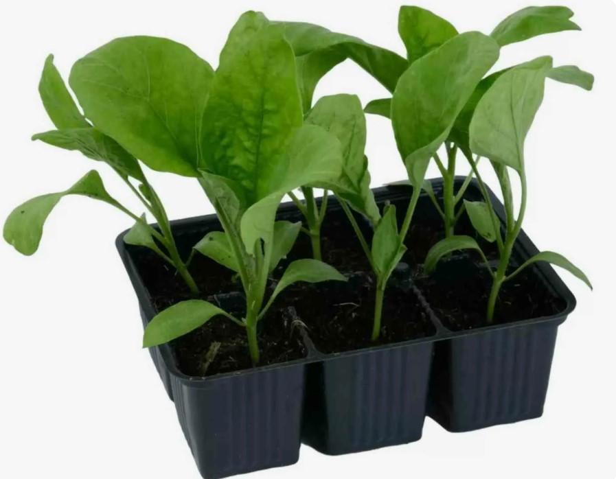 Как вырастить баклажаны дома:советы для начинающих