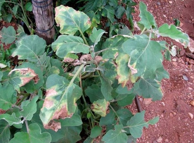 Как вырастить баклажаны дома:советы для начинающих