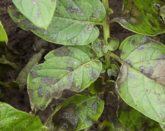 Как вырастить баклажаны дома:советы для начинающих