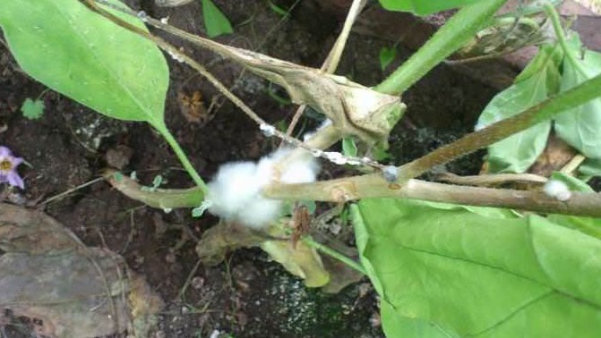 Как вырастить баклажаны дома:советы для начинающих