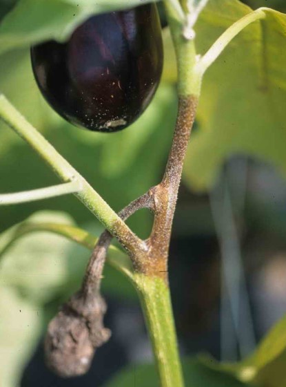 Как вырастить баклажаны дома:советы для начинающих