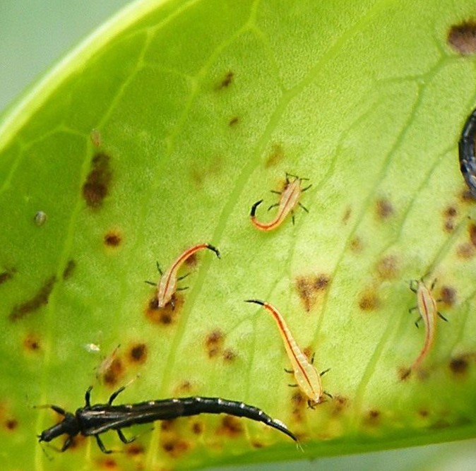 Как вырастить баклажаны дома:советы для начинающих