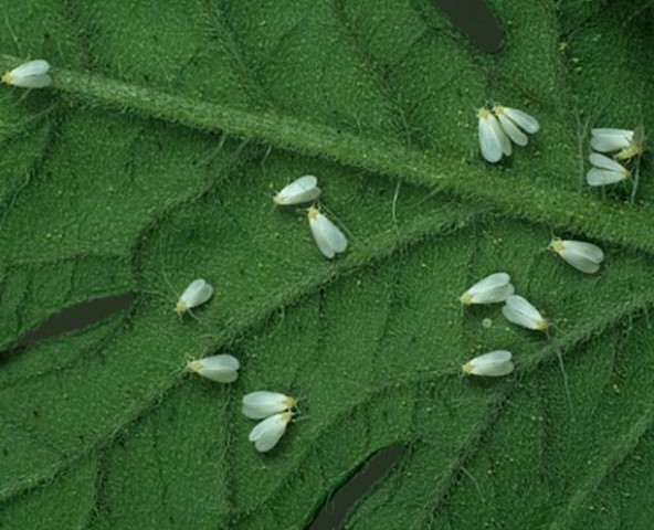 Как вырастить баклажаны дома:советы для начинающих