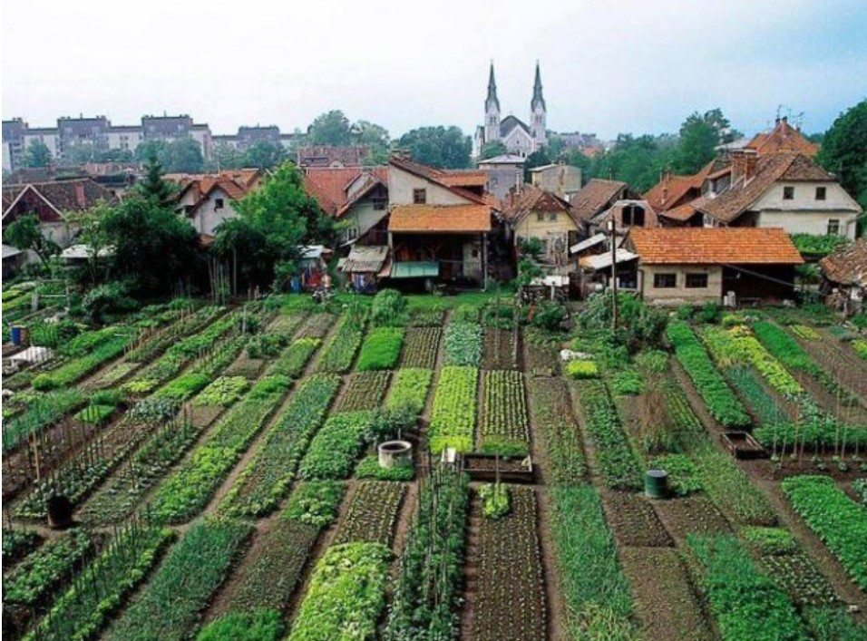 Небывалый урожай при при минимальном уходе