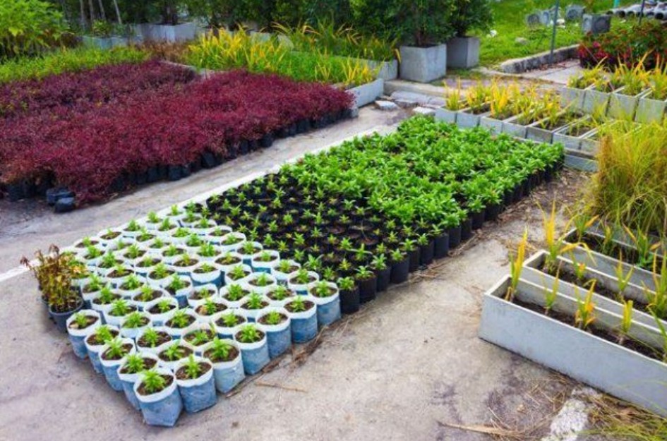 Небывалый урожай при при минимальном уходе