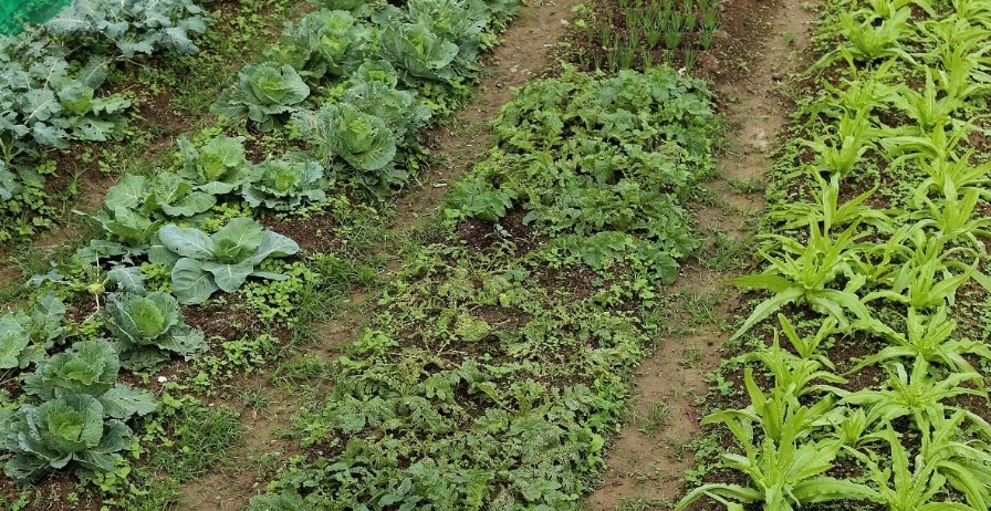 Небывалый урожай при при минимальном уходе